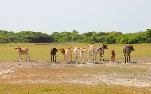 Jaffna & The Northern Province